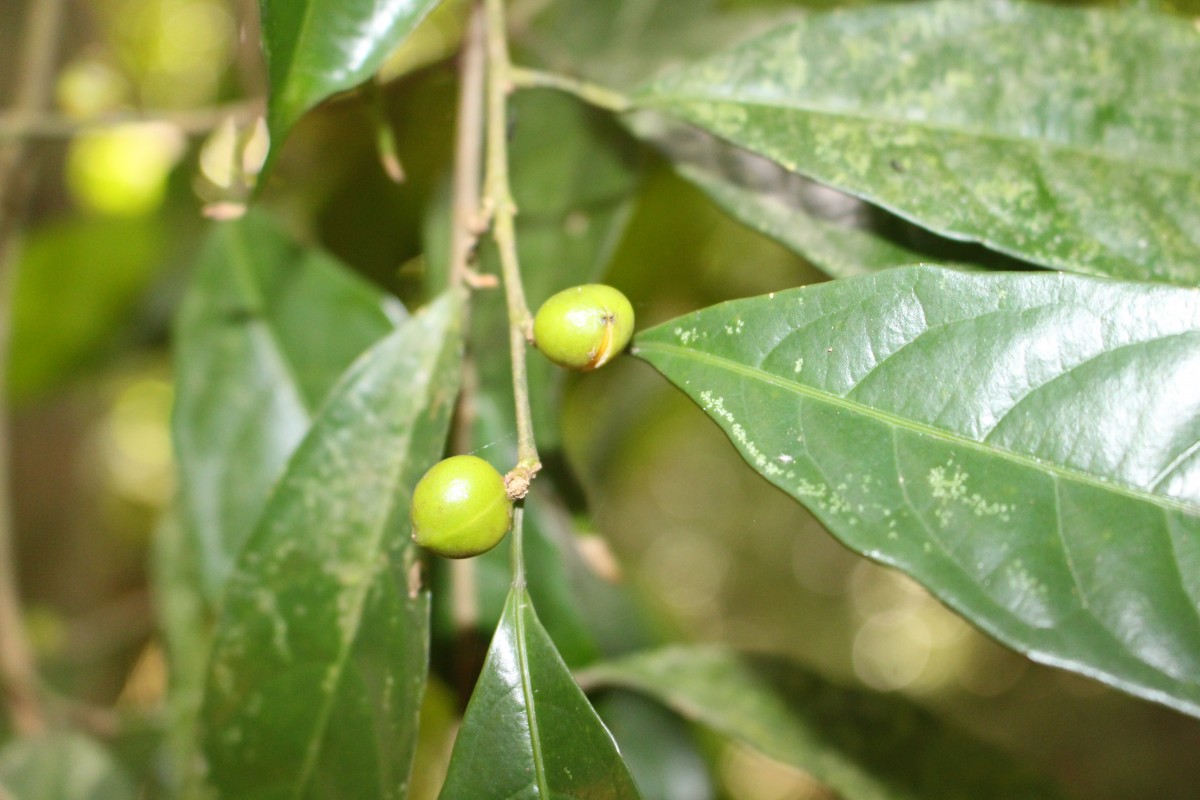 Aporosa lanceolata (Tul.) Thwaites